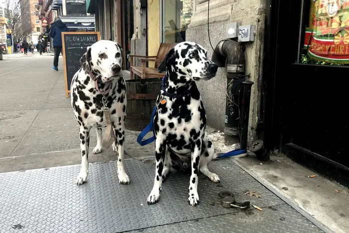 Dalmatians in Manhattan Valley